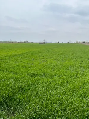 Weitläufiges grünes Feld unter wolkenbedecktem Himmel – Symbol für den natürlichen Ursprung und die frühe Wachstumsphase landwirtschaftlicher Produkte
