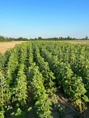 Grünes Feld mit kräftig gewachsenen Pflanzen unter blauem Himmel – Symbol für kraftvolles Wachstum und naturnahe Landwirtschaft
