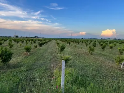 Weite Obstplantage mit jungen Bäumen bei Sonnenuntergang – Symbol für nachhaltiges Wachstum und fruchtbare Zukunft