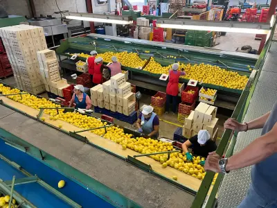 Mitarbeiterinnen sortieren gelbe Zitrusfrüchte an einem Förderband in einer Packstation – Fokus auf Qualität und Sorgfalt